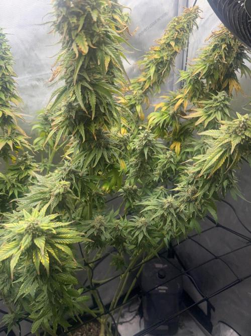 OG KUSH FEM SEEDSMAN Photo. Week 14