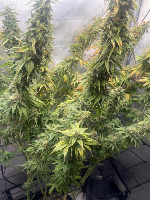OG KUSH FEM SEEDSMAN Photo. Week 14
