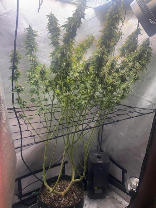 OG KUSH FEM SEEDSMAN Photo. Week 14