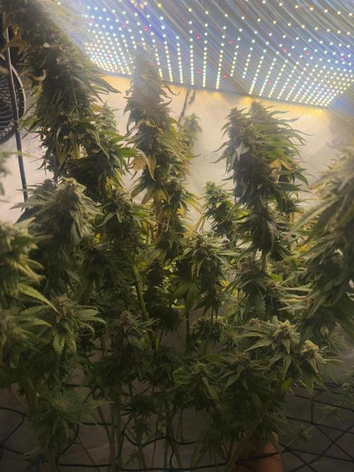 OG KUSH FEM SEEDSMAN Photo. Week 14