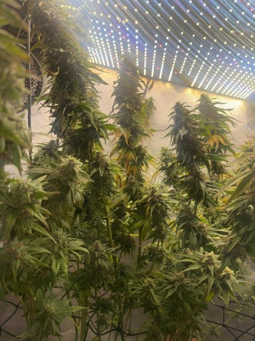 OG KUSH FEM SEEDSMAN Photo. Week 14