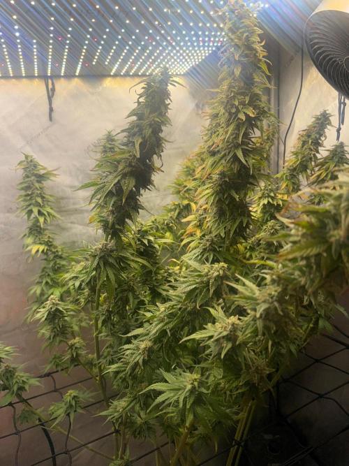 OG KUSH FEM SEEDSMAN Photo. Week 14