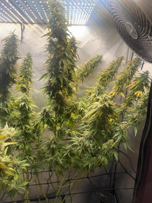 OG KUSH FEM SEEDSMAN Photo. Week 14