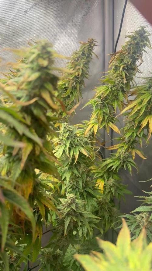 OG KUSH FEM SEEDSMAN Photo