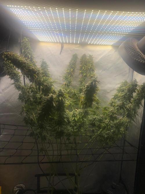 OG KUSH FEM SEEDSMAN Photo. Week 15