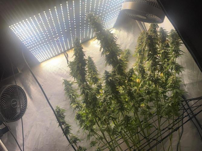 OG KUSH FEM SEEDSMAN Photo. Week 15