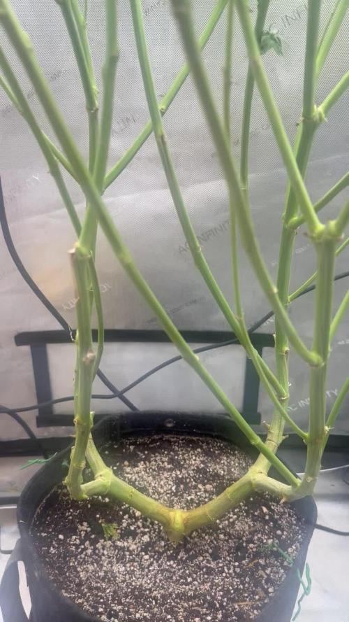 OG KUSH FEM SEEDSMAN Photo