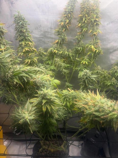 OG KUSH FEM SEEDSMAN Photo. Week 16
