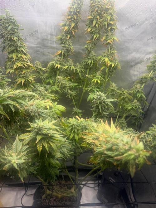 OG KUSH FEM SEEDSMAN Photo. Week 16