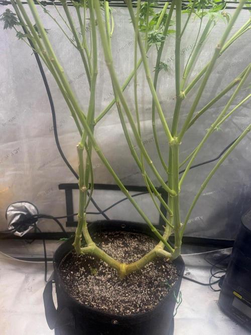 OG KUSH FEM SEEDSMAN Photo. Week 16