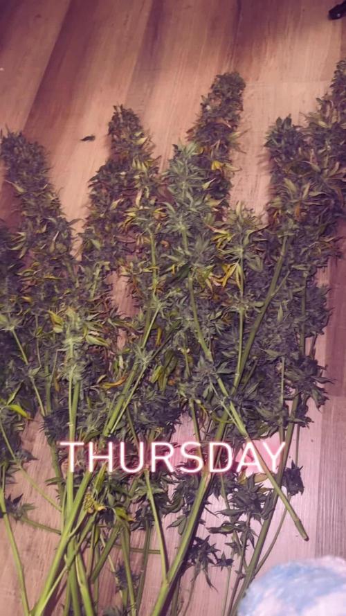 OG KUSH FEM SEEDSMAN Photo