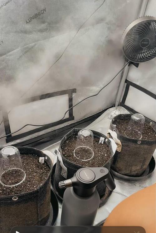 GMO AUTO. Week 0