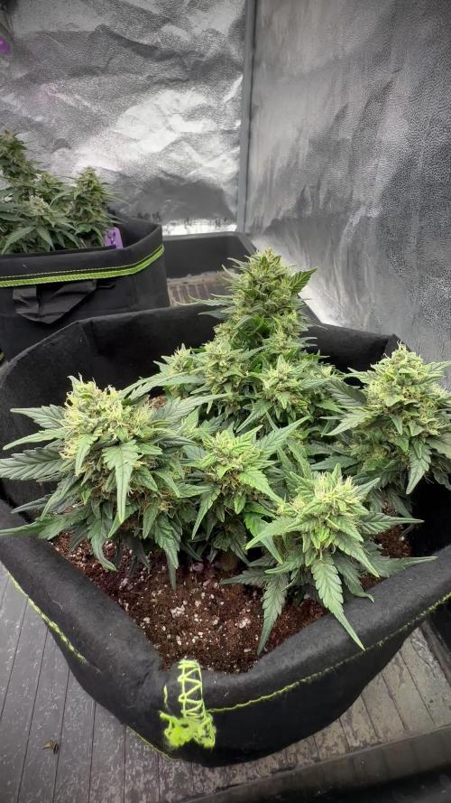 Deep Jealousy Auto - Anesia Seeds