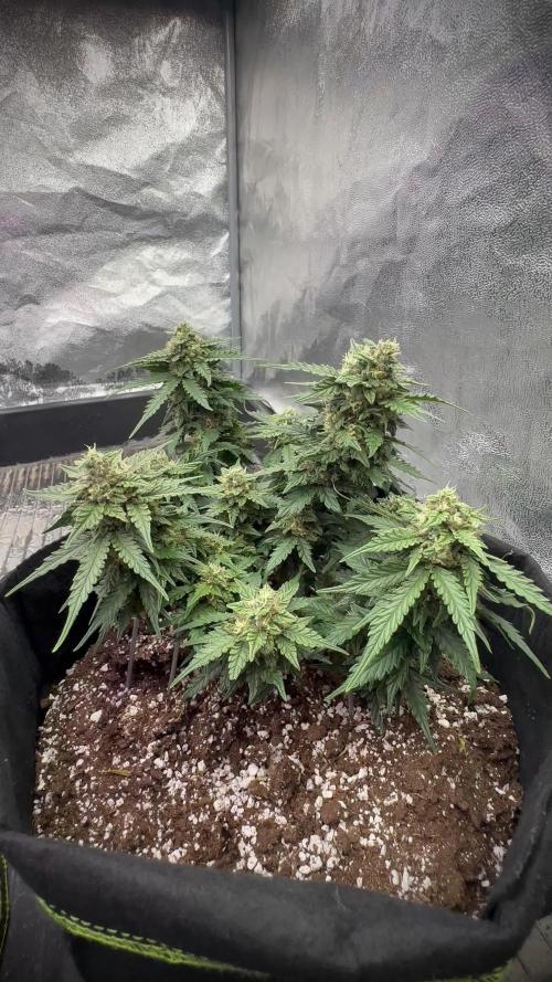 Toffee Pudding Auto - Anesia Seeds