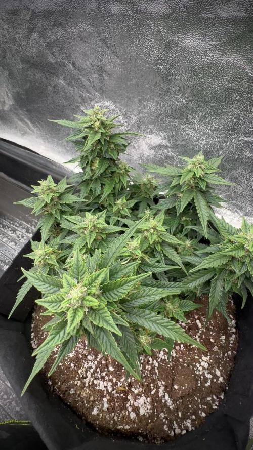 Fat Monkey Auto - Anesia Seeds