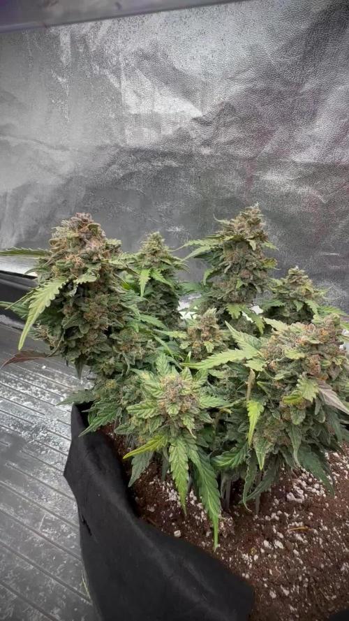 Toffee Pudding Auto - Anesia Seeds