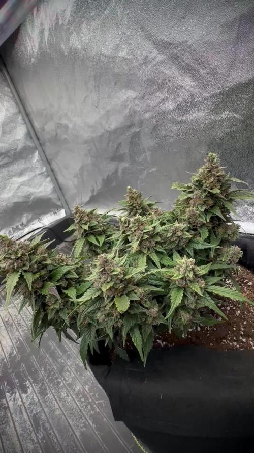 Fat Monkey Auto - Anesia Seeds