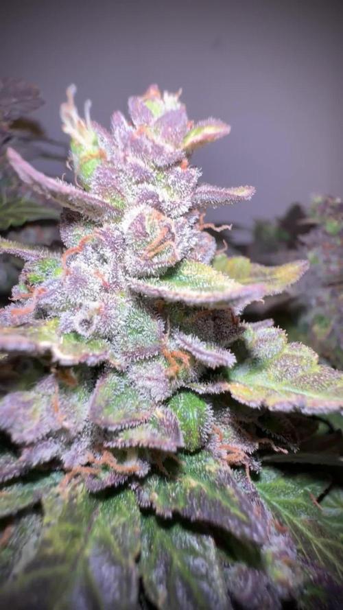 Fat Monkey Auto - Anesia Seeds