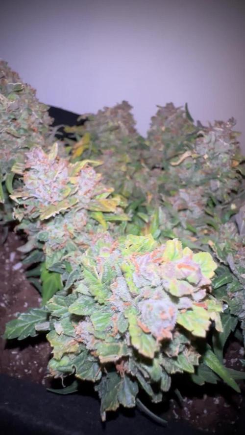 Deep Jealousy Auto - Anesia Seeds