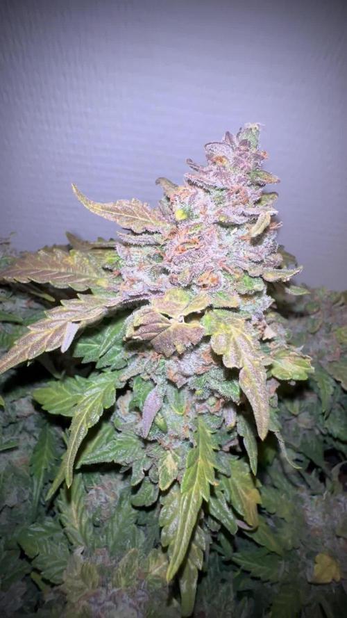 Toffee Pudding Auto - Anesia Seeds