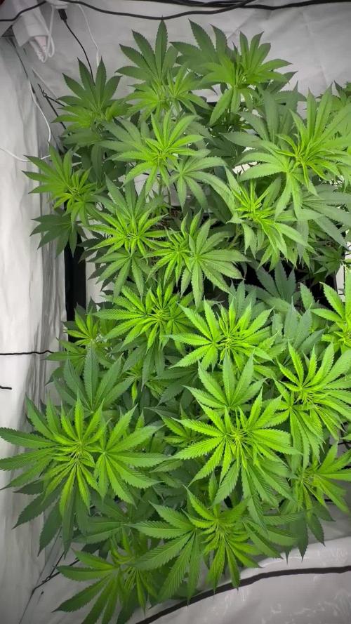 Lemon Tree Fast