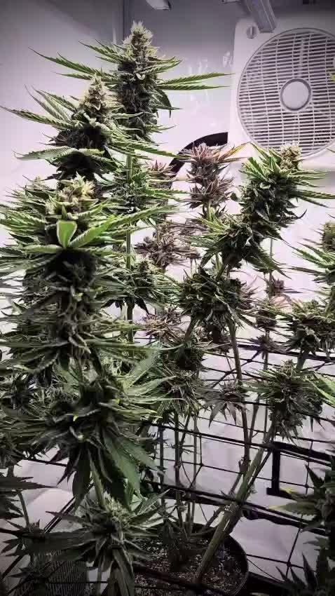 Lemon Tree Fast