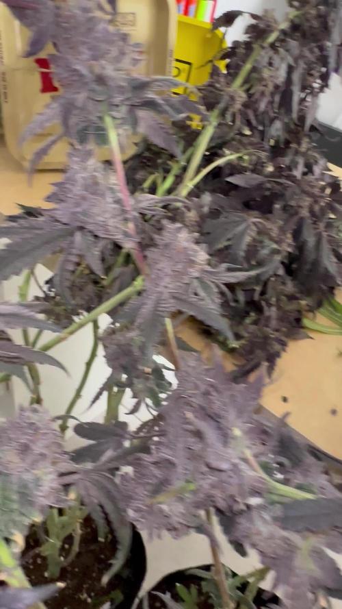 Ice Cream Cake Zkittlez