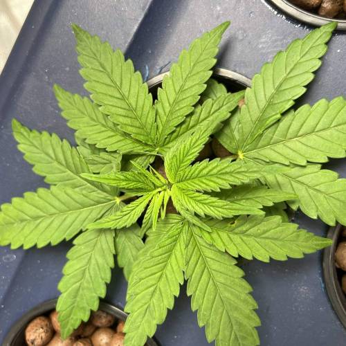 Zer labs startups. Week 1 - Plant A