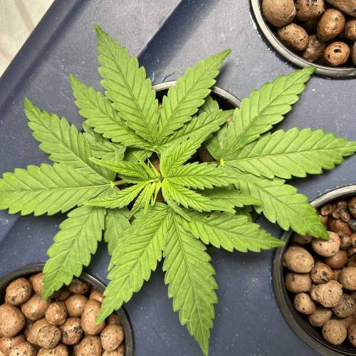 Zer labs startups. Week 1 - Plant A