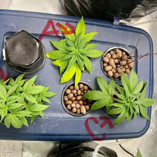 Zer labs startups. Week 1