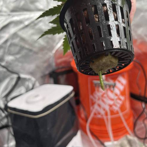 Zer labs startups. Week 1