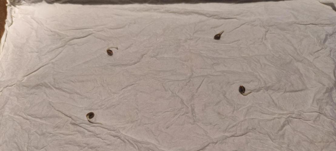 RQS F1: Hyperion and Titan. Week 0 - And after a couple of days come out the "baby roots"