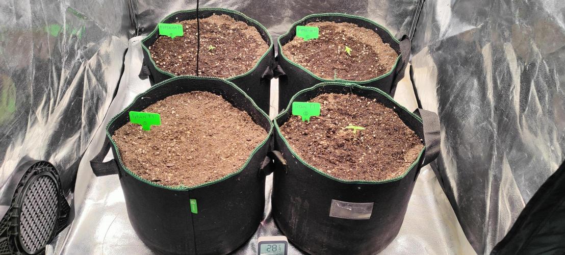 RQS F1: Hyperion and Titan. Week 1