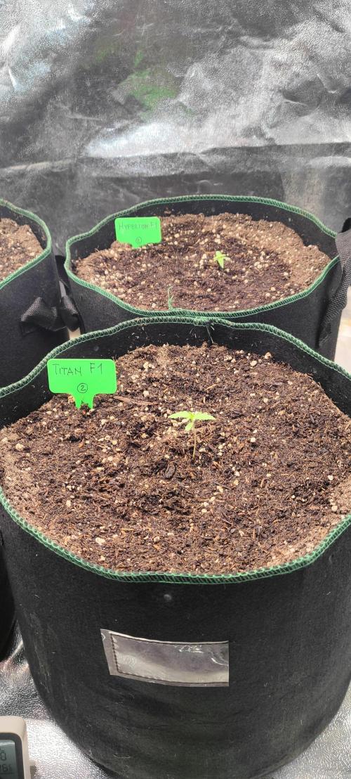 RQS F1: Hyperion and Titan. Week 1