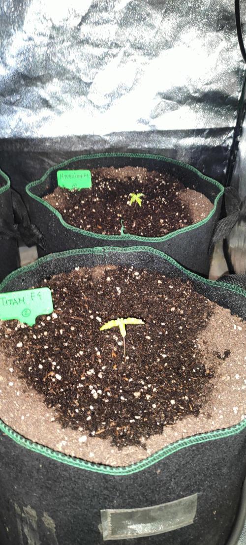 RQS F1: Hyperion and Titan. Week 2