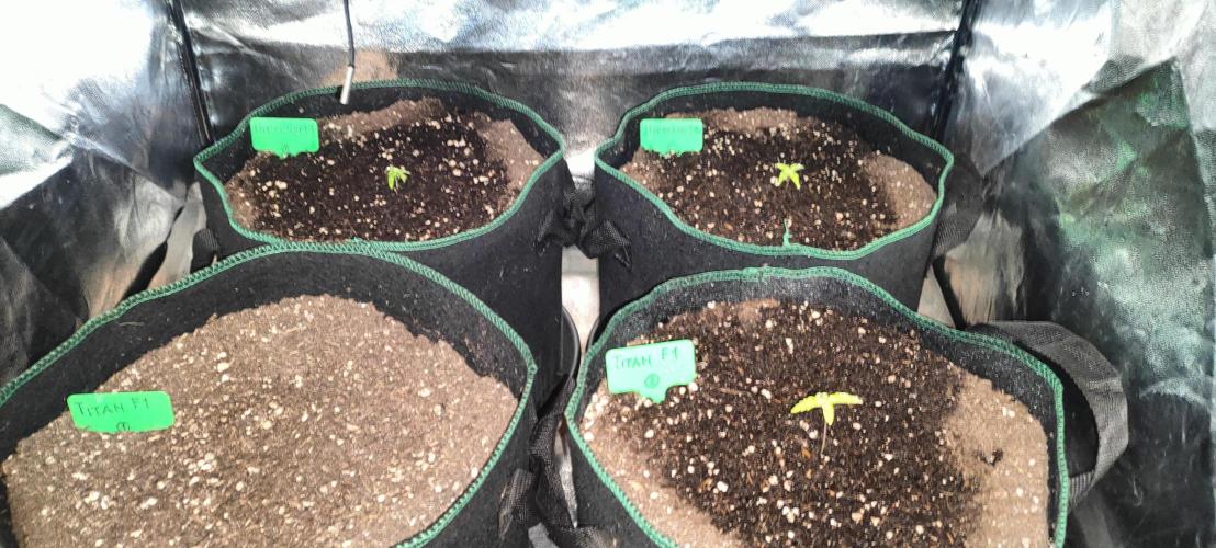RQS F1: Hyperion and Titan. Week 2
