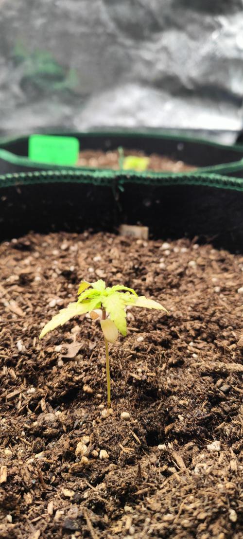 RQS F1: Hyperion and Titan. Week 4