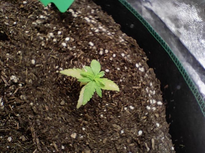 RQS F1: Hyperion and Titan. Week 4