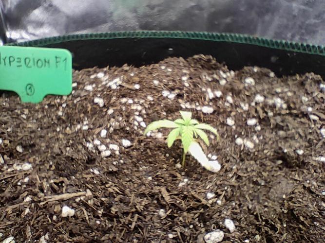 RQS F1: Hyperion and Titan. Week 4