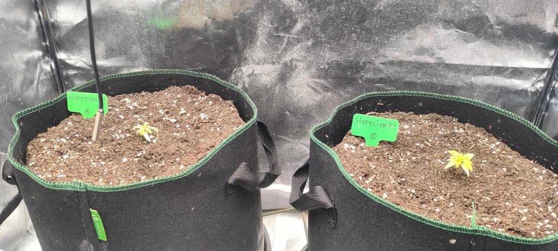 RQS F1: Hyperion and Titan. Week 4