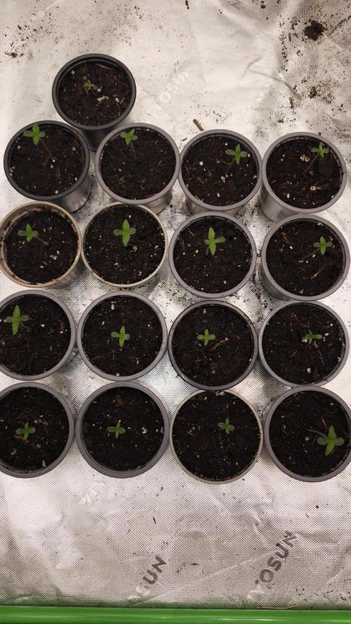 Grow Tent S888 96x96x80. Week 1