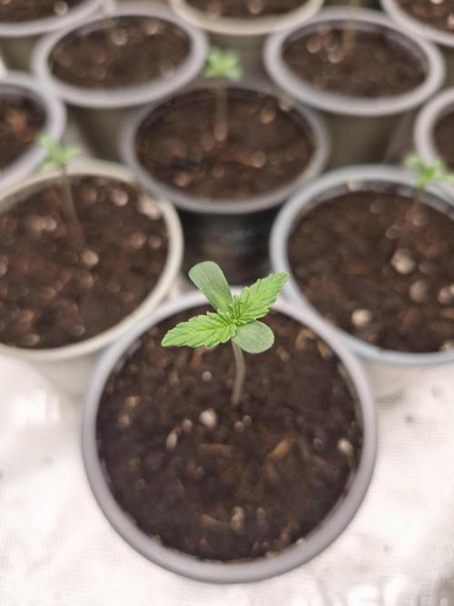 G13 Haze. Week 1 - Day3