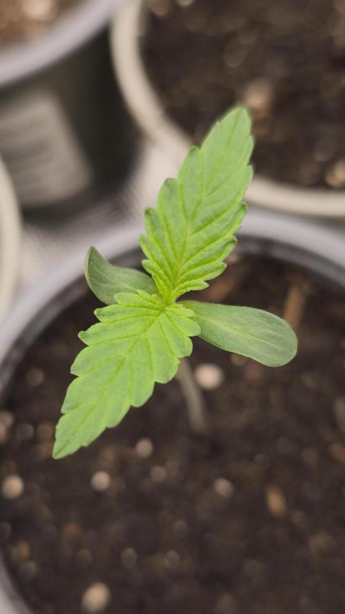 G13 Haze. Week 1 - Day4