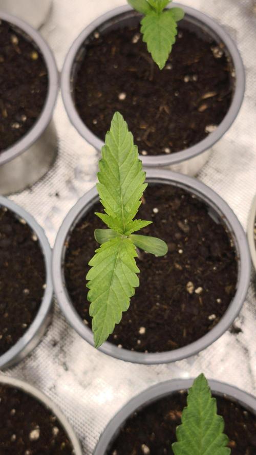 G13 Haze. Week 1 - Day6
