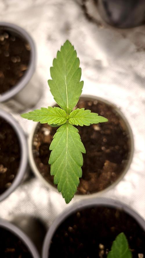 G13 Haze. Week 1 - Day7