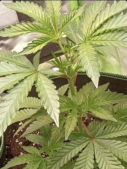 Cereal Milk (Clone). Week 1