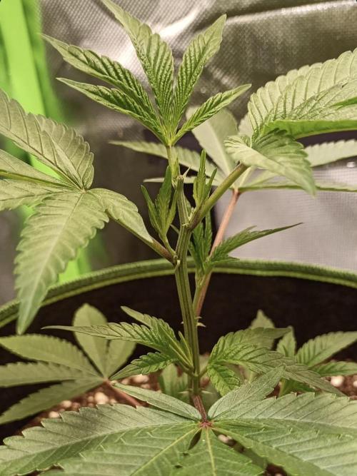 Cereal Milk (Clone). Week 1