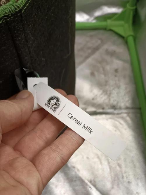 Cereal Milk (Clone). Week 1