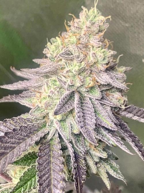 Cereal Milk (Clone). Week 6