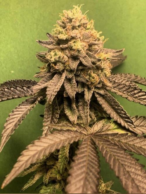 Cereal Milk (Clone). Week 6